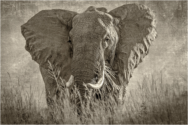 1 Sian Davies - Elephant