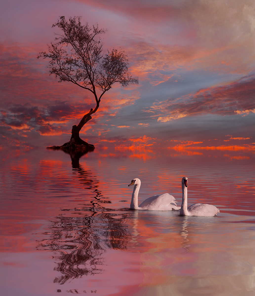 1st One Tree, Two Swans  - David Evans