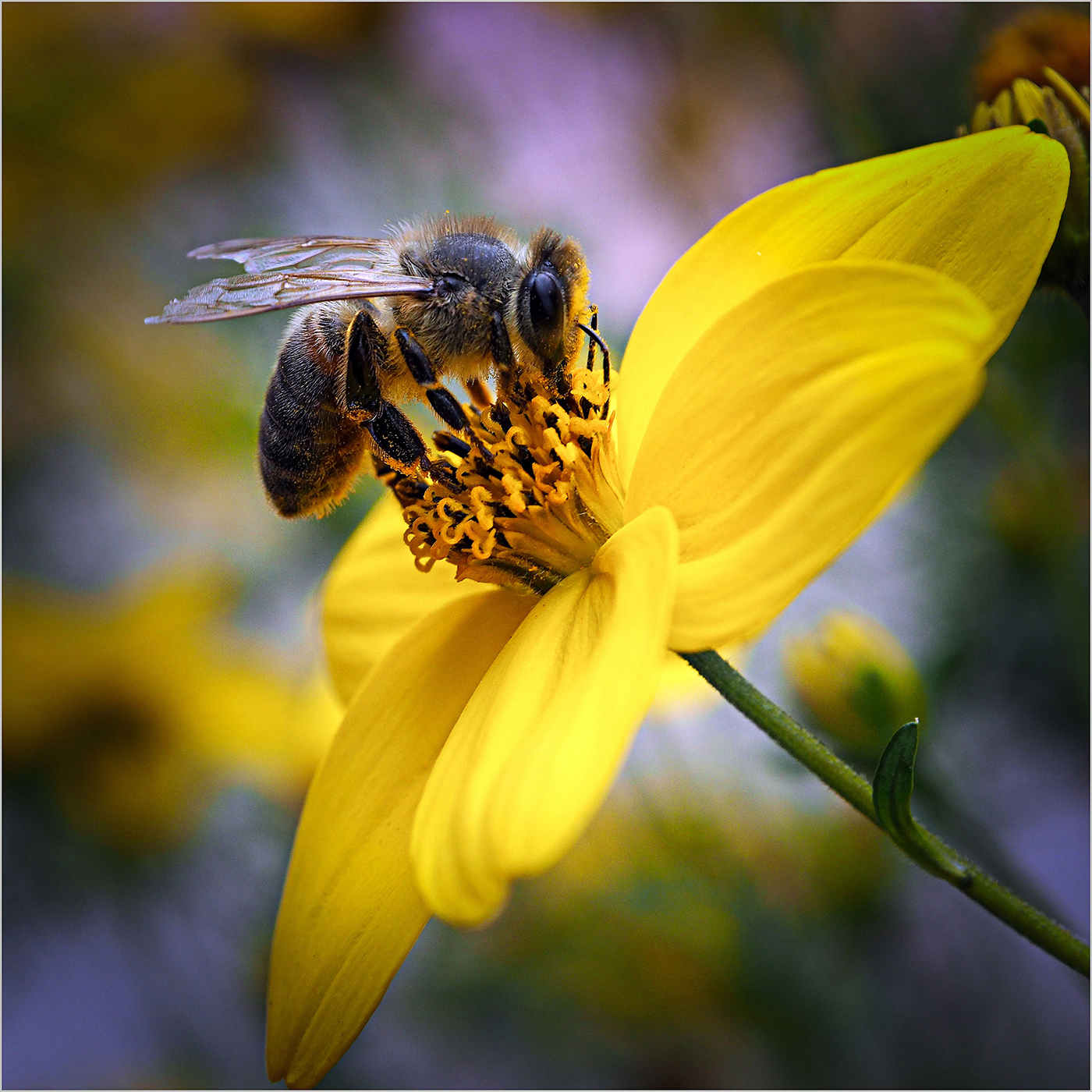 Bee by Meirion Jones - Image of the Year 2021-22