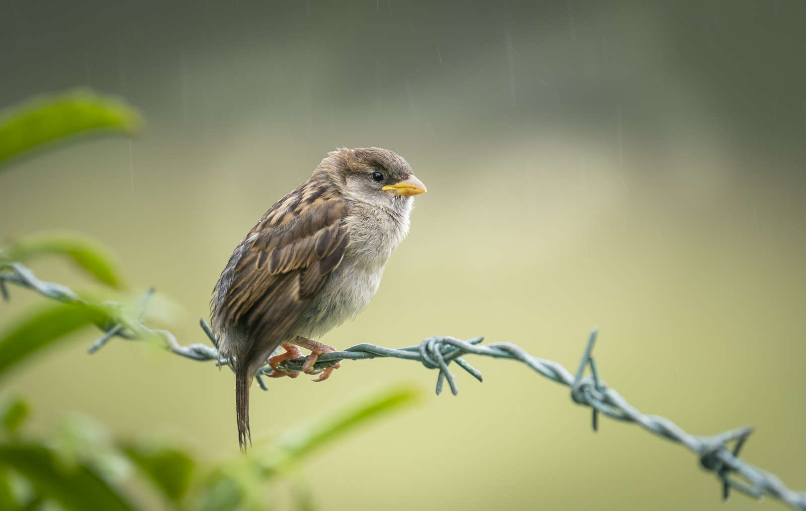 2 House Sparrow Fledgling - Andy Teasdale