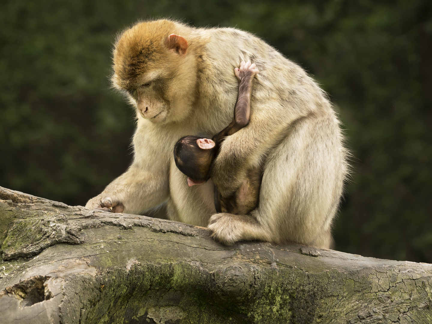 C - Macaque with baby - Sian Davies