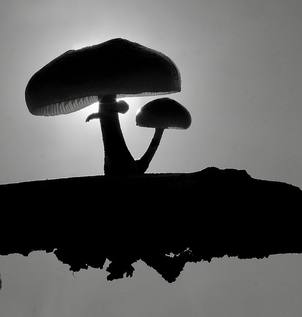 C Fungi - Brian Williams