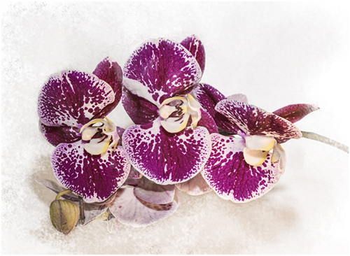 HC Pink Orchid - Sue Parry