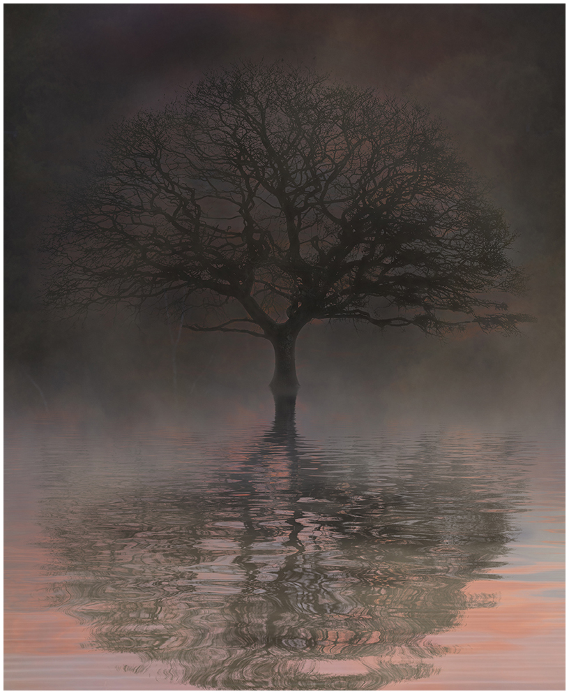 C David Evans - Reflection in the Mist  