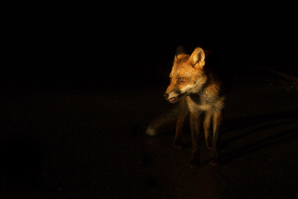 Snarling Fox__