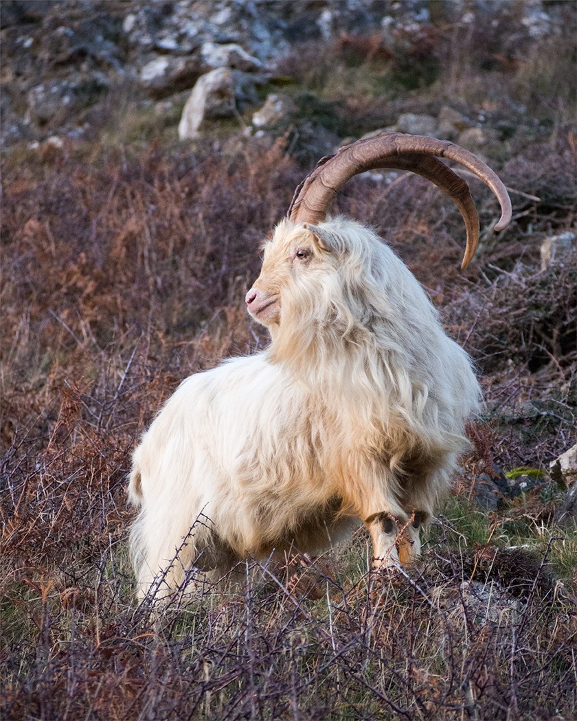 Ram - John Staten
